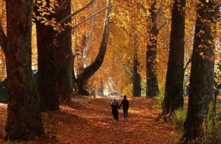 kashmiri